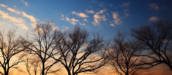 Obraz premium The shadows of trees against the sky lit by the rays of the setting sun. Creative banner. Copyspace image