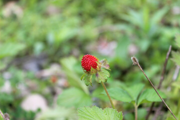 Fruit of Indian cinquefoil (lat. Potentilla indica, Duchesnea indica). The fruits are edible, but tasteless.