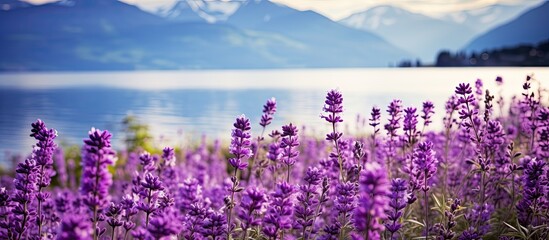 flowers in nature purple flowers. Creative banner. Copyspace image