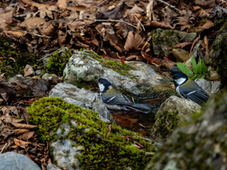 森の中の水場で水浴びをしている二羽のシジュウカラ