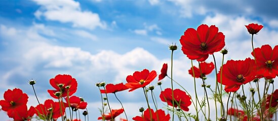 Obraz premium Red Flowers with Cloudy Sky. Creative banner. Copyspace image