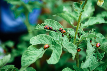 The Colorado potato beetle on potato leaves destroys potato plants.