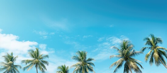 Coconut trees with sky backgrounds. Creative banner. Copyspace image