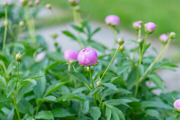 Fresh garden flowers blooming, bokeh backgrounds, Summer background image, selective focus 