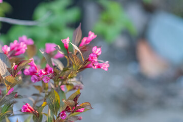 Fresh garden flowers blooming, bokeh backgrounds, Summer background image, selective focus 