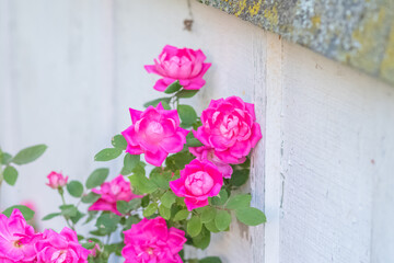 Fresh garden flowers blooming, bokeh backgrounds, Summer background image, selective focus 