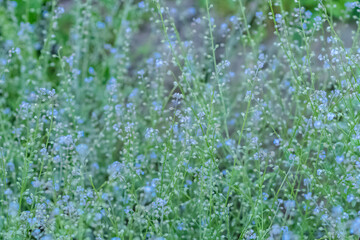 Fresh garden flowers blooming, bokeh backgrounds, Summer background image, selective focus 