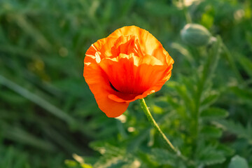 Fresh garden flowers blooming, bokeh backgrounds, Summer background image, selective focus 