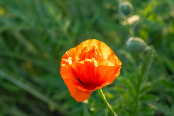 Fototapeta premium Fresh garden flowers blooming, bokeh backgrounds, Summer background image, selective focus 