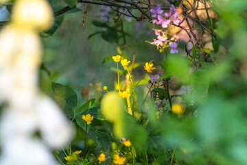 Fresh garden flowers blooming, bokeh backgrounds, Summer background image, selective focus 