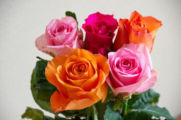 カラフルな薔薇