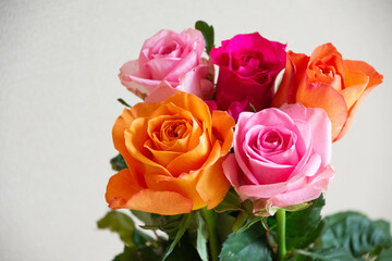 カラフルな薔薇