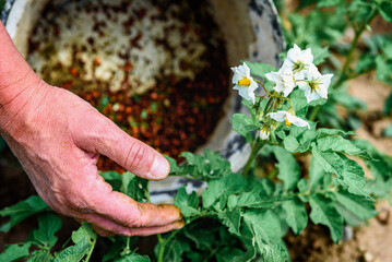 Farmer picking up a colorado potato beetle feeding on a potato plant.