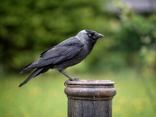 Jackdaw perched in  a garden