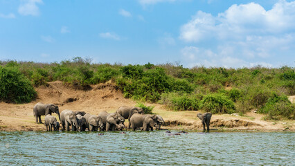 Group of Elephants Drinking in a River 