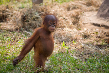 baby orang-utan or called pongo pygmaeus playing at the zoo