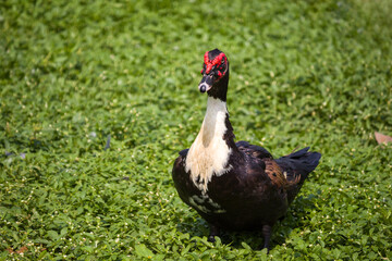 Black Domestic Muscovy Duck with grass background