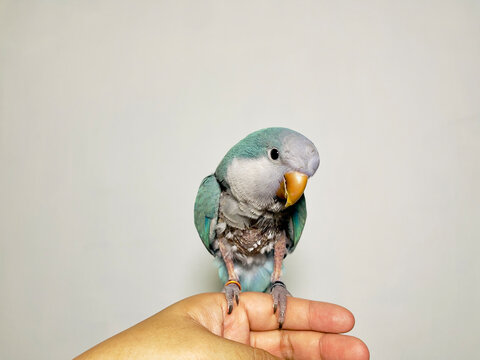 Monk parakeet (Myiopsitta monachus) or quaker parrot problem feathers sitting on hand missing many feathers result of fungus