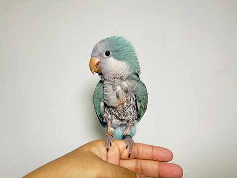 Monk parakeet (Myiopsitta monachus) or quaker parrot problem feathers sitting on hand missing many feathers result of fungus