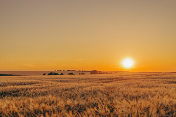 Fototapeta premium A magical evening atmosphere, a beautiful sunset landscape and a beautiful wheat field.