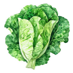 Fresh green lettuce in watercolor style. Perfect for healthy eating, salad ingredients, and vegetarian diet visuals.