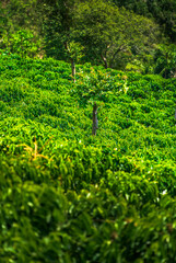 Coffee Farm in Colombia