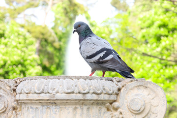 Pigeon perched on a fountain in a park