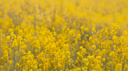 Obraz premium field of yellow flowers