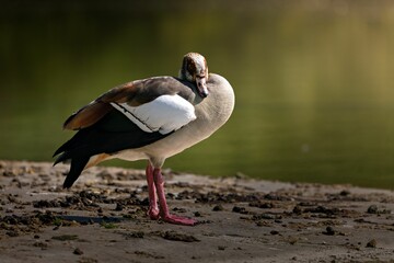 Egyptian goose standing on the shore with a blurred water background in natural light.