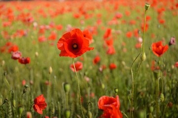 View of Poppy flowers during spring time, Lower Silesia, Poland