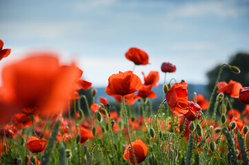 View of Poppy flowers during spring time, Lower Silesia, Poland