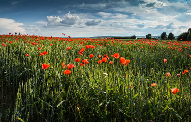 Poppies landscape near village Paszowice, Lower Silesia, Poland