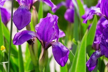 Purple iris flowers in green meadow in the summer park selective focus