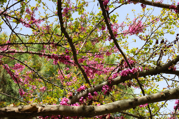 Cercis Siliquatrum tree in El Retiro Park, Madrid city