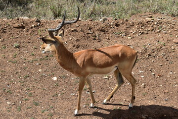 Close up of a small gazelle antelope walking on the side of a dirt road in Nairobi National Park