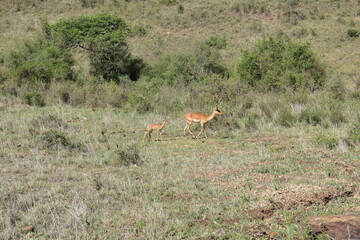 Mother and baby springbok antelope walking on the grass plains in Nairobi National Park