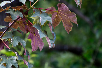 red maple leaves