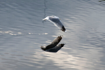 seagull in flight