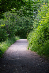 Fototapeta premium path in the forest