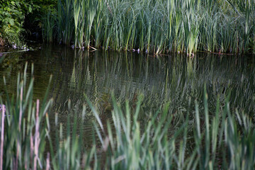 reeds in the lake
