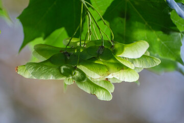 green leaves of a tree