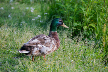 duck in the grass