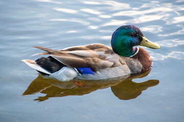duck on the water