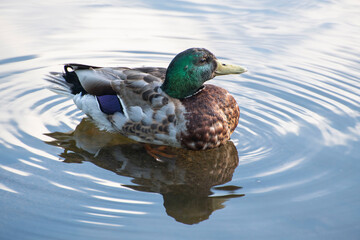 duck on the water