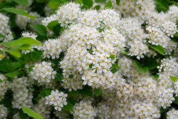 Flowering white Garland Spirea Spiraea x arguta , Brides wreath. Selective focus