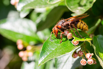 A macro shot of a hornet Vespa crabro seen nectaring on ivy flowers