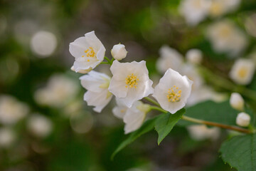 Close-up shot of bowl-shaped white flowers with prominent yellow stamens of the Sweet mock orange or English dogwood Philadelphus coronarius