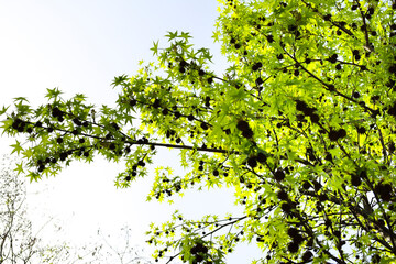 Aesculus Hippocastanum trees in El Retiro Park in Madrid city
