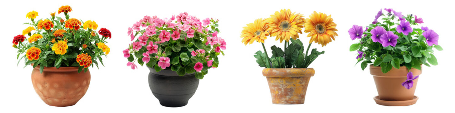 Fototapeta Beautiful potted flowers in bloom garden decor transparent background