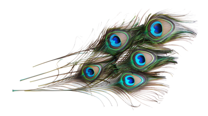 Peacock feathers on white background